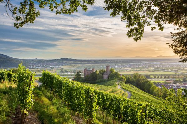 Photo de paysage vigne et chateau Schloss Ortenberg im Kinzigtal