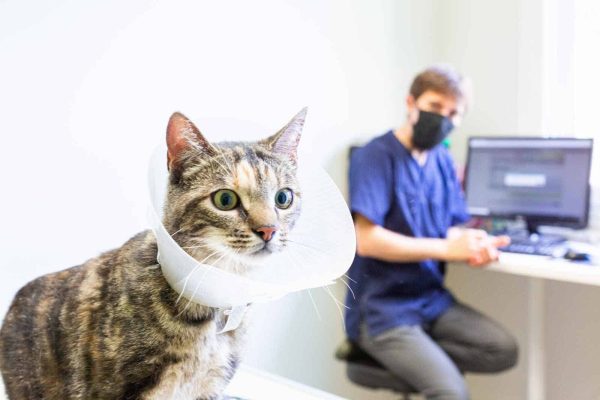 Photo de reportage dans une clinique vétérinaire VetOne Chat avec collerette
